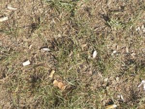 Colillas y cáscaras de pipas en un parque madrileño