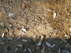 Cáscaras de pipas y colillas en el suelo