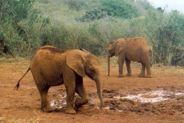 Un par de de elefantes jóvenes