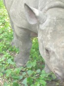 Rinoceronte de un mes