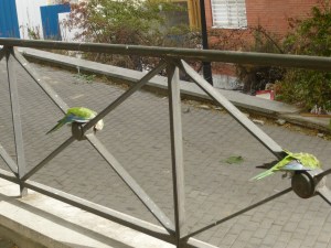 Cotorras muertas con hilo de alambre