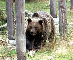 Oso pardo similar al aniquilado