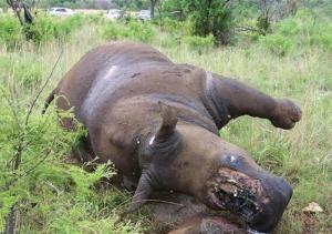 Caza furtiva de rinocerontes