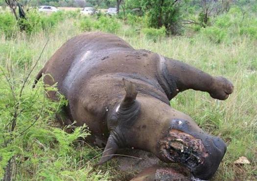 Caza furtiva de rinocerontes