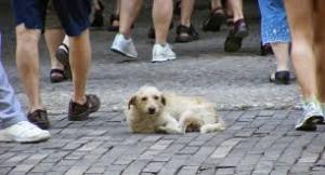 Abandono de mascotas